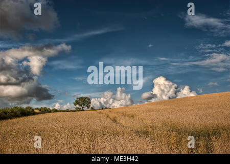 Frêne dans la vallée de Meon, Hampshire, Royaume-Uni Banque D'Images