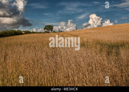 Frêne dans la vallée de Meon, Hampshire, Royaume-Uni Banque D'Images