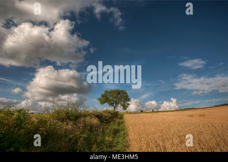 Frêne dans la vallée de Meon, Hampshire, Royaume-Uni Banque D'Images