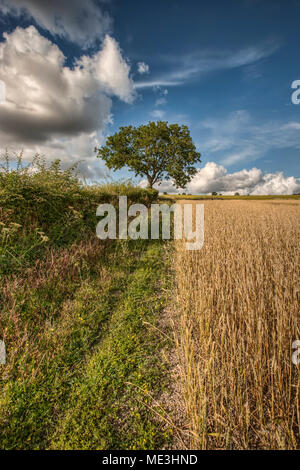 Frêne dans la vallée de Meon, Hampshire, Royaume-Uni Banque D'Images