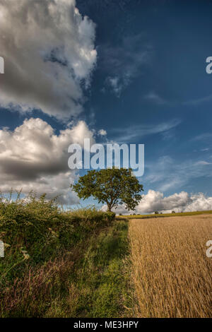 Frêne dans la vallée de Meon, Hampshire, Royaume-Uni Banque D'Images