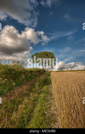 Frêne dans la vallée de Meon, Hampshire, Royaume-Uni Banque D'Images