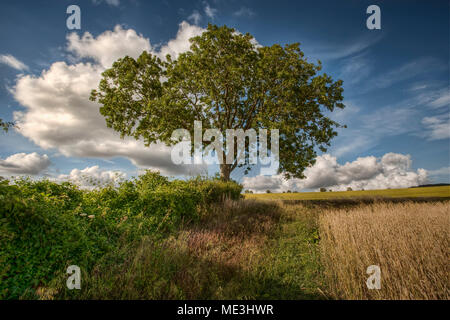 Frêne dans la vallée de Meon, Hampshire, Royaume-Uni Banque D'Images