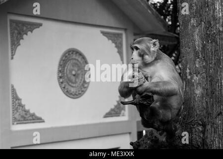 Un singe macaque adultes sauvages, rencontrés au mont Popa, assis sur une branche d'arbre, le calme comme si méditer. repos, refroidissement sur stick. La Birmanie, Myanmar Banque D'Images