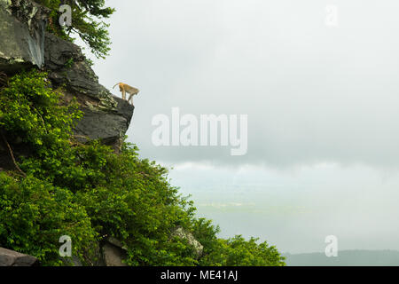 Singe macaque adultes seul sur la falaise du mont Popa, l'escalade sur le haut d'un rocher et de nuages, à descendre sur la Birmanie Myanmar Asie du sud-est Banque D'Images