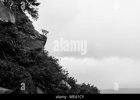 Singe macaque adultes seul sur la falaise du mont Popa, l'escalade sur le haut d'un rocher et de nuages, à descendre sur la Birmanie Myanmar Asie du sud-est Banque D'Images