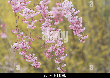 Fleur de cerisier, Sakura, Japonais en plein épanouissement durant la saison du printemps Banque D'Images