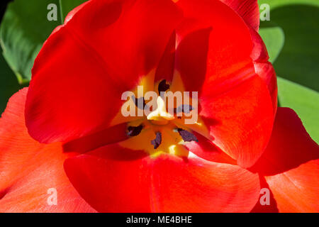 Close up de l'intérieur d'une tulipe rouge à centre jaune, montrant les stigmates et l'anthère. Banque D'Images