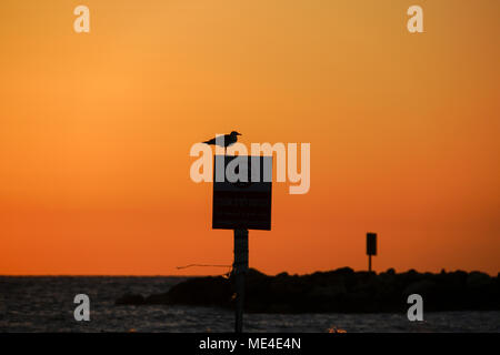 Silhouette d'une mouette au coucher du soleil. Photographié sur la plage Méditerranéenne, Tel Aviv, Israël Banque D'Images