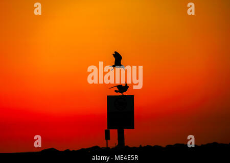 Silhouette d'une mouette au coucher du soleil. Photographié sur la plage Méditerranéenne, Tel Aviv, Israël Banque D'Images