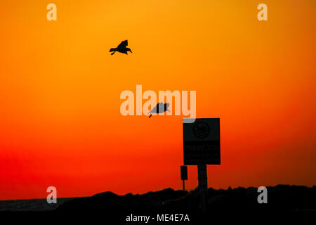 Silhouette d'une mouette au coucher du soleil. Photographié sur la plage Méditerranéenne, Tel Aviv, Israël Banque D'Images