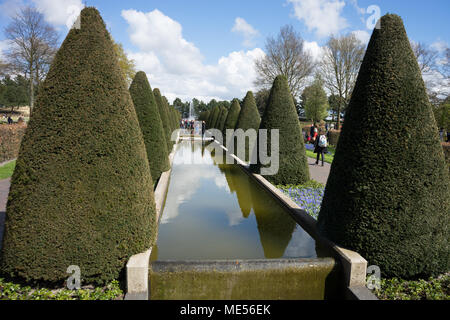 Arbre conique et un étang d'eau dans un jardin à Lisse, Pays Bas, l'Europe par un beau jour d'été Banque D'Images