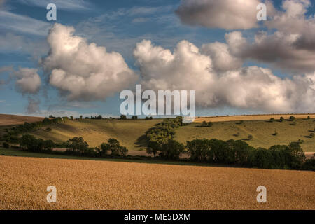 Frêne dans la vallée de Meon, Hampshire, Royaume-Uni Banque D'Images