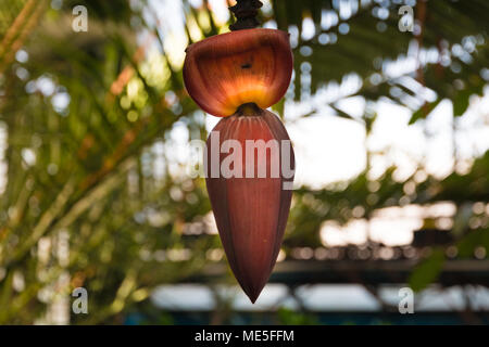 Un beau gros plan d'un coeur de la banane rouge pourpre avec un grand flou en arrière-plan. La fleur de banane est toujours fermé et suspendu à un arbre. Banque D'Images