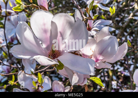 Magnolia grandiflora fleur. Banque D'Images