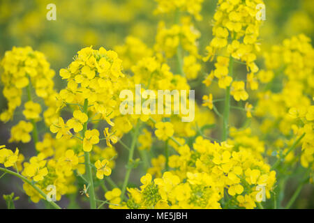 Champ de fleurs de canola plus jaune Banque D'Images