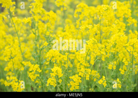 Champ de fleurs de canola plus jaune Banque D'Images