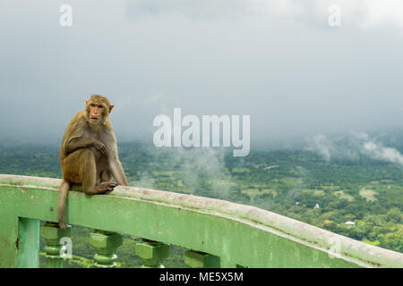 En colère à la singe macaque adulte, assis sur les rampes en pierre verte au sommet du mont Popa, Myanmar, Birmanie. En admirant la campagne birmane et les nuages. Banque D'Images