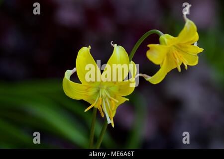 L'Erythronium Pagoda '' dent du chien ampoules violet Banque D'Images