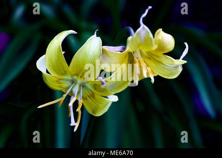 L'Erythronium Pagoda '' dent du chien ampoules violet Banque D'Images