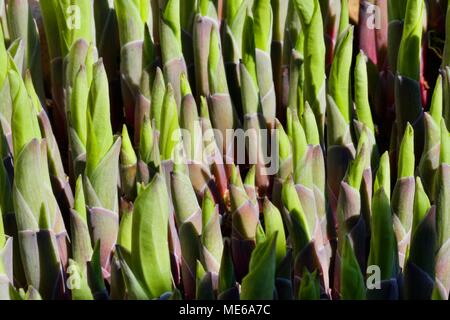 Les jeunes feuilles d'Hosta sprouting au début du printemps Banque D'Images