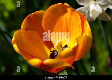 Close up of orange tulip Banque D'Images