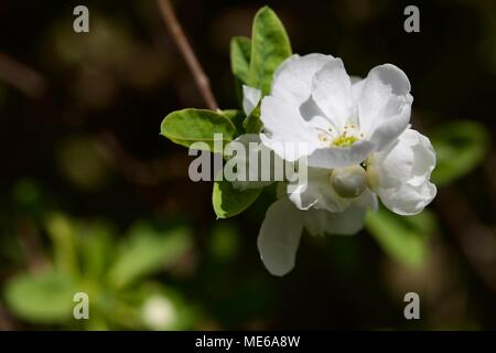 Exochorda x macrantha 'The Bride' bush pearl Banque D'Images