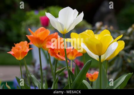 Superbe mélange d'orange, jaune et blanc tulipes (Tulipa) Banque D'Images