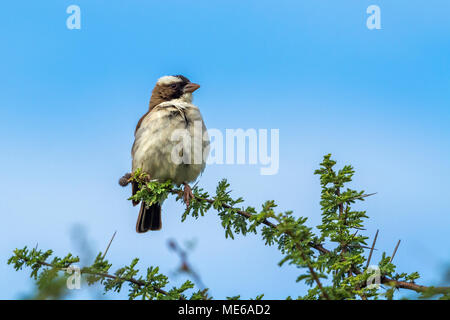 Bruant à sourcils blancs-weaver dans le parc national de Mapungubwe, Afrique du Sud ; Espèce Plocepasser mahali de la famille des Cuculidae Banque D'Images