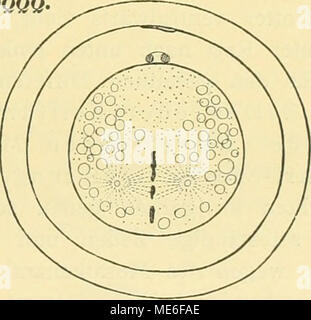 . Die Geschichte der T-Riesen von Ascaris megalocephala als Grundlage einer zu dieser Spezies Entwickelungsmechanik . Polarität. Planvolle Das Verhältnis zwischen der Architektur der und den Kernsubstanzen Zellenstammbaums des Richtungen, das in den Ruheperioden Unstätigkeit Kerne durch die sich der gendarme Lockert, würde der gelegentlich immer wieder straff Mitosen gespannt, Tochterzelle erhielte und jede junge ihr Deputat une Kernsubstanzen und zuverlässig invite ins Haus geliefert in. Allein diese hoffnungsreiche Vermutung hält den Tatsachen nicht et stand. Es ist die vom Kerne gewiß, Keimbahnty Banque D'Images