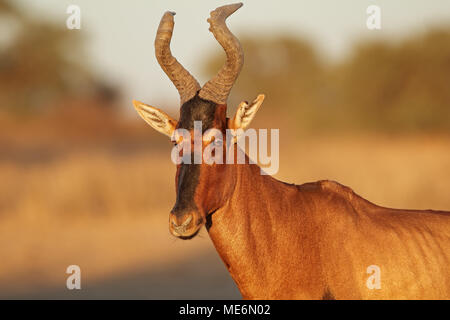 Portrait d'un bubale Alcelaphus buselaphus (rouge), désert du Kalahari, Afrique du Sud Banque D'Images