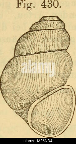 . Die Mollusken-Fauna la Mitteleuropa's . Byth. cyclolabris. Lge. 4;2 mm., Durchm. 2,8 mm. Wohnort : dans Quellen. Verbreitung : Nur in Krain, bei Franzdorf (legit. Kobic). Bemerkung. Die Art ist vielleicht nur als Varietät der vorhergehenden aufzufassen Windungs, da sie denselben- modus einhält. Frauenfeld high dans senneur Beschreibung den Nachdruck auf die nach rechts gezogene stark embouchure, welches zwar noch Erfolgreicher alle Exemplare votre Fundortes auf- weisen, aber das für die kleinen Bythinellen nicht von tellement grosser Bedeutung zu sein scheint, et B. Schmidtii aber als gut zu unterscheidendes Merkma Banque D'Images