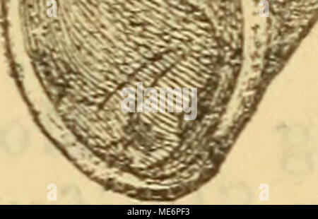 . Die Mollusken-Fauna la Mitteleuropa's . P. purn. c. succosa. P. Grimmeri, 10. Piro Stoma Gr immer ii Parreyss. Clausula Gh-immeri Parreyss en annexe. - - A. Schmidt, Krit. Gruppen p. 53 fig. 130-133. 213. - - L. Pfeiffer lun. Helic. II p. 473. Thier : nicht beschrieben. Gehäuse : sehr kurz, bauchig-spindelförmig destinées, glänzend, hornfarbig, mit weissen starken Rippen ; Wirbel spitz ; Umgänge ; 10 gewölbt eingedrückte Nähte und durch die ersten getrennt ; 3 nehmen kaum une Breite und zu den eine kurze bil- cjlindrische Spitze, fast, die folgenden ver- breitern zweigniederlassungen rascher, der letzte nimmt ein Vierte Banque D'Images