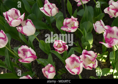 De couleur rose et blanc fleurs tulipes dans un jardin à Lisse, Pays-Bas, Europe Banque D'Images