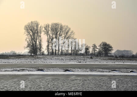 Vue sur le côté de la rivière IJssel vers un groupe d'arbres dénudés dans les environs de Zwolle, Pays-Bas Banque D'Images