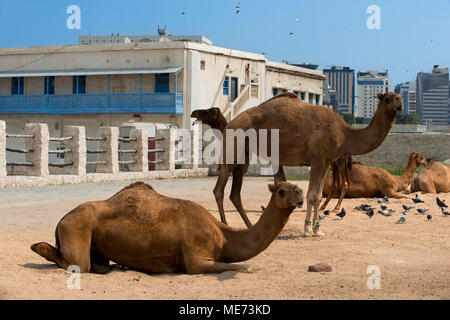 Des chameaux dans le souk de chameaux, Waqif Souq, Doha, Qatar, Moyen-Orient Banque D'Images