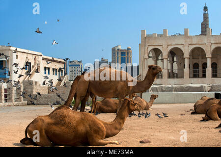 Des chameaux dans le souk de chameaux, Waqif Souq, Doha, Qatar, Moyen-Orient Banque D'Images