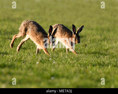 Paire de lièvre Brun (Lepus europaeus) fonctionnant dans la lumière du soleil du soir, Cotswolds Gloucestershire Banque D'Images