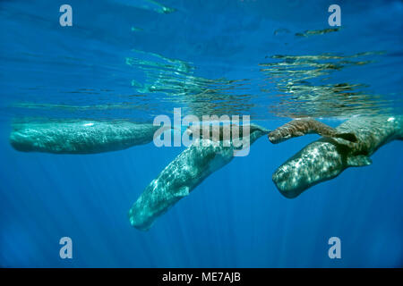 Spermatozoïdes Whales (Physeter macrocephalus), adultes avec des calfs, île de Pico, Açores, Portugal Banque D'Images