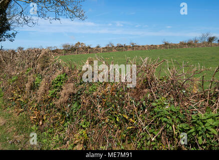 Haie taillée et taillis dans la campagne des Cornouailles, Angleterre, Grande-Bretagne, Royaume-Uni. Banque D'Images