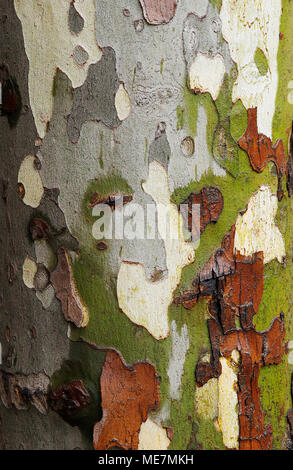 Texture de fond d'arbres. Close up belle écorce humide platan multicolores. Banque D'Images