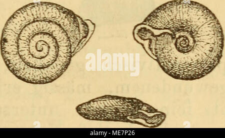 . Die Mollusken-Fauna la Mitteleuropa's . Gehäuse : weit und offen perspectivisch genabelt dergedrückt- nie, Fein, unregelmässig gestreift, festschalig, Ge- winde kaum erhoben, hornfarbig ; 5 Umgänge, langsam und regelmässig zunehmend, nach oben stumpf gewinkelt ; ober- und gewölbt seits stark durch tiefe Naht getrennt, unter- seits gewölbt sehr stark, der letzte kaum die Hälfte breiter als der vorletzte, kurz vor der embouchure zu doppelter Breite anschwellend und sehr stark herabsteigend ; embouchure, schief gedrückt, sehr breit, dreibuchtig Mundsaum ; erweitert, ver- fleischfarbig-weisslich, stärkt, un d Banque D'Images