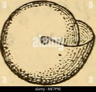 . Die Mollusken-Fauna la Mitteleuropa's . Banque D'Images