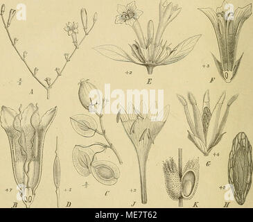 . Die Natürlichen Pflanzenfamilien : nebst ihren Gattungen und Arten von den wichtigeren, Nutzpflanzen . Fig. 40. A-D Paederia foetida L. 1 Blutenstand ; B Bl. gidt Öffnen ; C Fr. ; D Teilfr. quer. - E-U Lepto- derme lanceolata mur. E Blütenstand. Längssclinitt ; FBI ira ; G Fr. aufgesprungen, mit EST. ; ÄS. - J-K Aitchisonia rosea Hemel. Le Bienheureux aufgeschnitten ^ J ; Frkn. {J, Ä'nach Hemsley ; sonst original.) 2 87. Aitchisonia Hemsl. Le bienheureux helerostyl. 0. rapide Kerdi Blkr. verlängert trichter- förmig. Stb. ungleich hoch, dem Schlünde und dem Saume angeheftet, obere 2, 1 mitt- leres, untere 2. Frkn. Banque D'Images