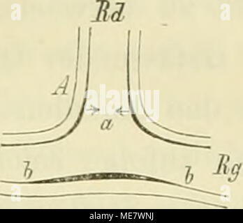 . Die Medusen Morphologisch ; Physiologisch und auf ihr Nervensystem untersucht . Banque D'Images