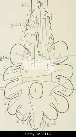 . Die im Leitungsbahnen wirbellosen Nervensystem der Tiere . Banque D'Images