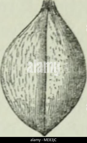 . Die Frauenspezifische der Pflanzen ; Ein Handbuch für Land- und Forstwirte, Gärtner, Gartenfreunde und Botaniker . Banque D'Images