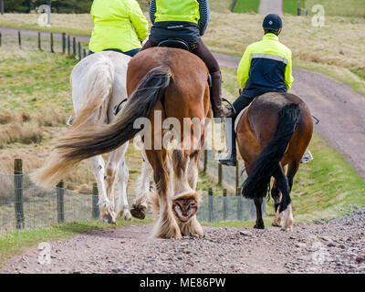 West Linton, Scottish Borders, Scotland, Royaume-Uni, 21 avril 2018. Soleil du printemps dans la campagne, des cavaliers sur une piste. Trois chevaux avec cavaliers. Close up de sabots de chevaux et de basculer l'tails Banque D'Images