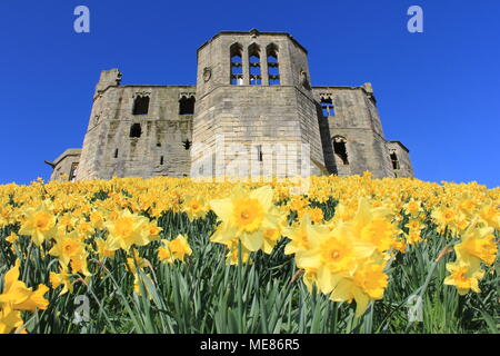 Northumberland, Royaume-Uni. 21 avril, 2018. Royaume-uni : Météo Météo jouissent de jonquilles au château de Warkworth comme heatwave continue à travers la Grande-Bretagne avec plus chaudes en avril de 70 ans. 21 avril, 2018. David Whinham/Alamy Live News Banque D'Images