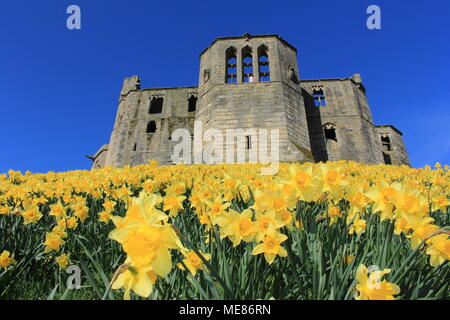Northumberland, Royaume-Uni. 21 avril, 2018. Royaume-uni : Météo Météo jouissent de jonquilles au château de Warkworth comme heatwave continue à travers la Grande-Bretagne avec plus chaudes en avril de 70 ans. 21 avril, 2018. David Whinham/Alamy Live News Banque D'Images